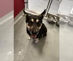 Small German Shepherd Dog Mix