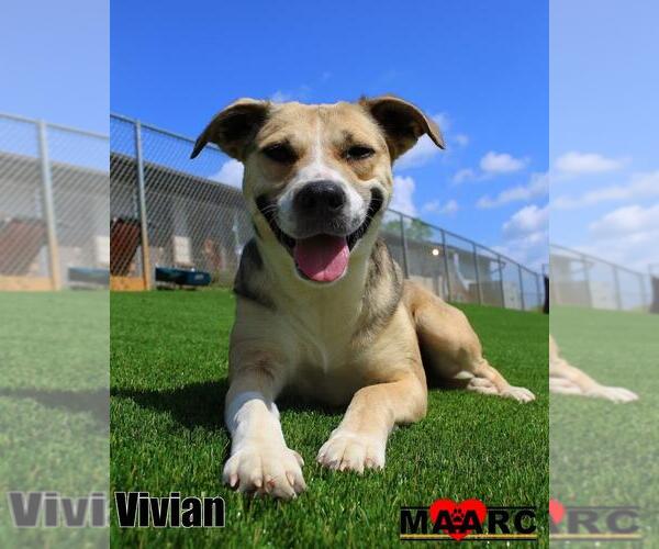 Medium Photo #5 Black Mouth Cur-Unknown Mix Puppy For Sale in Maryville, TN, USA