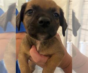 Chihuahua-Unknown Mix Dogs for adoption in Houston, TX, USA