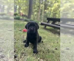 Labrador Retriever Puppy for sale in LOUISBURG, NC, USA