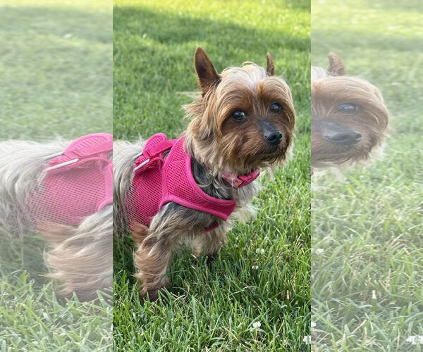 Medium Photo #1 Mutt Puppy For Sale in Farmington, MN, USA