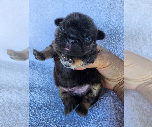 Medium Photo #1 French Bulldog Puppy For Sale in LAS VEGAS, NV, USA