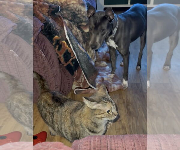 Medium Photo #6 Mutt Puppy For Sale in Rockaway, NJ, USA