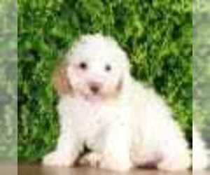 Poodle (Miniature) Puppy for sale in MOUNT VERNON, OH, USA