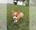 Small Photo #43 Pembroke Welsh Corgi Puppy For Sale in MILFORD, IN, USA