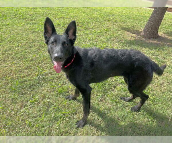 Medium Photo #1 German Shepherd Dog-Unknown Mix Puppy For Sale in Plano, TX, USA