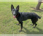 Small German Shepherd Dog Mix