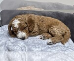 Small Photo #14 Goldendoodle Puppy For Sale in COLLINSVILLE, IL, USA