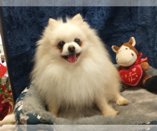 Medium Photo #1 Pomeranian Puppy For Sale in INOLA, OK, USA