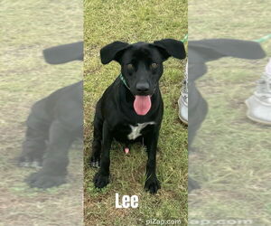 Labrador Retriever-Unknown Mix Dogs for adoption in Brewster, NY, USA
