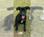 Small Labrador Retriever Mix