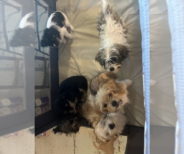 Medium Photo #2 Shorkie Tzu Puppy For Sale in LEBANON, OR, USA