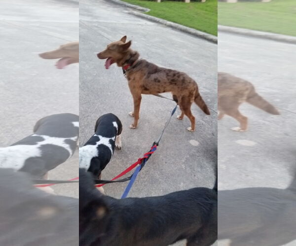 Medium Photo #2  Puppy For Sale in , 