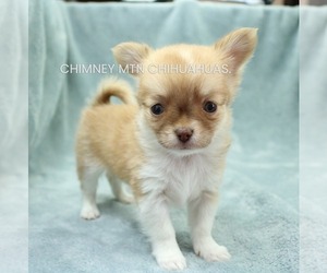 Chihuahua Puppy for sale in MUSKOGEE, OK, USA