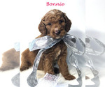 Small Photo #19 Goldendoodle Puppy For Sale in DEMOPOLIS, AL, USA
