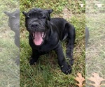 Puppy Puppy 2 Cane Corso