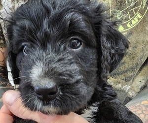 Bernedoodle Puppy for sale in WACO, TX, USA