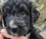 Small Photo #1 Bernedoodle Puppy For Sale in WACO, TX, USA
