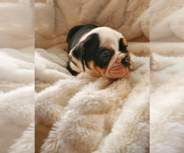 Medium Photo #9 English Bulldog Puppy For Sale in ALBUQUERQUE, NM, USA
