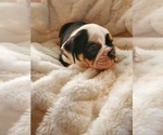 Small Photo #9 English Bulldog Puppy For Sale in ALBUQUERQUE, NM, USA
