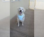 Small #1 Great Pyrenees Mix