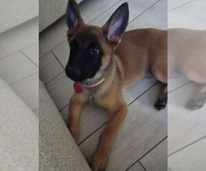 Mutt Dogs for adoption in Imlay City, MI, USA