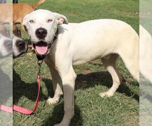 Mutt Dogs for adoption in San Antonio, TX, USA