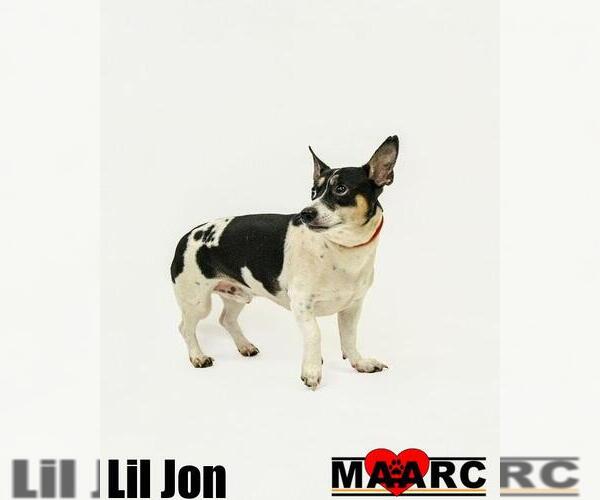 Medium Photo #1 Rat Terrier-Unknown Mix Puppy For Sale in Maryville, TN, USA