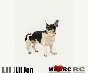 Rat Terrier-Unknown Mix Dogs for adoption in Maryville, TN, USA