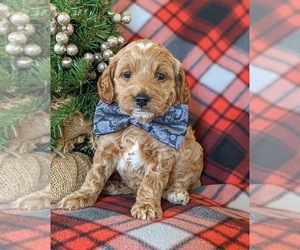 Goldendoodle (Miniature) Puppy for sale in KIRKWOOD, PA, USA