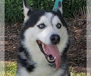 Mary Beth #ms-congeniality - Female Siberian Husky Dog for Adoption - Photo #4