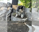 Small Photo #4 Alaskan Klee Kai-Pomsky Mix Puppy For Sale in STAPLES, MN, USA