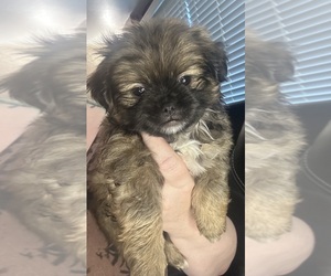 Shih Tzu Puppy for sale in PLAINFIELD, IL, USA