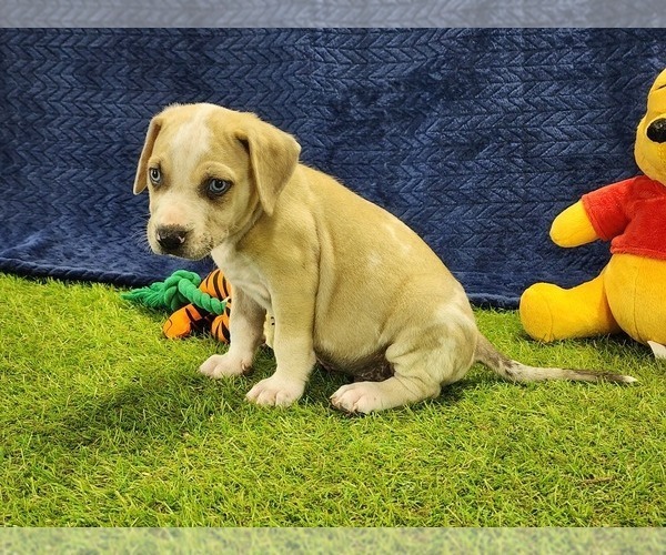 Medium Photo #4 Catahoula Leopard Dog Puppy For Sale in CUMBY, TX, USA