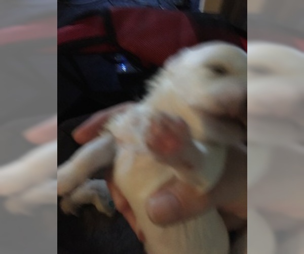 Medium Photo #29 Maltese Puppy For Sale in BRKN ARW, OK, USA