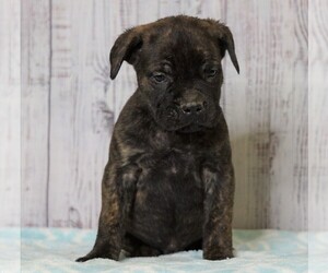 Cane Corso Puppy for sale in FREDERICKSBG, OH, USA