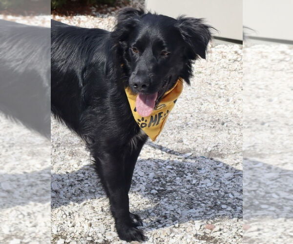 Medium Photo #13 Mutt Puppy For Sale in Oak Bluffs, MA, USA