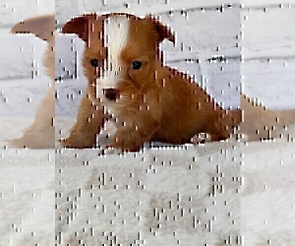 Medium Photo #10 Morkie Puppy For Sale in WEST PALM BEACH, FL, USA