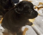 Puppy Puppy 5 Chihuahua-Chiweenie Mix