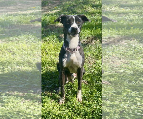 Medium Photo #1 Mutt Puppy For Sale in Piedmont, MO, USA