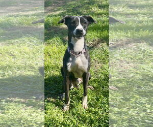 Mutt Dogs for adoption in Piedmont, MO, USA