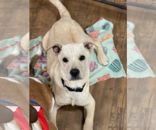 Medium Photo #1 Labrottie Puppy For Sale in Social Circle, GA, USA