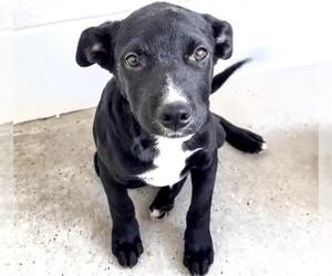 Labrador Retriever Dogs for adoption in Houston, TX, USA