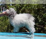 Small #12 Poodle (Toy)