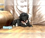 Image preview for Ad Listing. Nickname: George