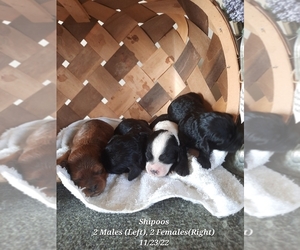 ShihPoo Puppy for sale in SHIPSHEWANA, IN, USA