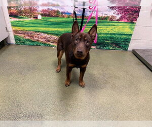 Mutt Dogs for adoption in Moreno Valley, CA, USA