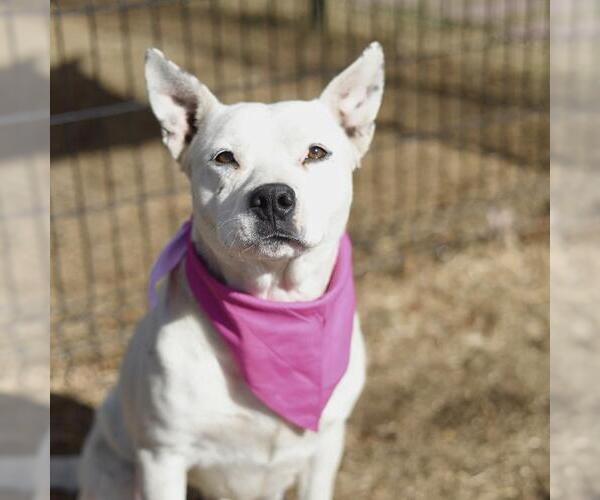 Medium Photo #1 American Staffordshire Terrier-Unknown Mix Puppy For Sale in San Antonio, TX, USA