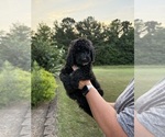 Small #5 Bernedoodle