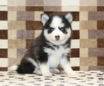 Small #3 Pomsky